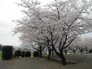 普光寺の桜１
