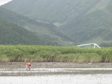 干潟の生き物調査 東日本グリーン復興モニタリングプロジェクト T5 石巻北上川河口地区 7/21,22 | 花と樹と風と土 ガーデン工房 結