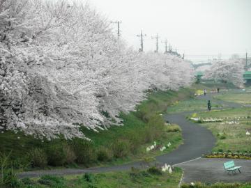 00 2012年4月 桜
