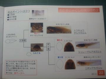 17 田んぼの生きもの図鑑P.22