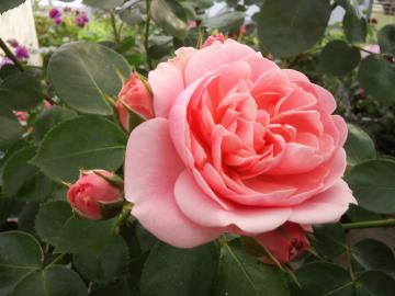 花1