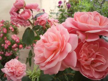 花2