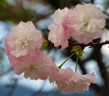 八重桜