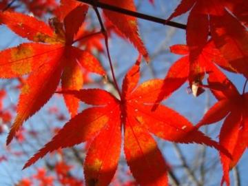 羽島　紅葉