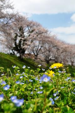 羽島　桜　写真