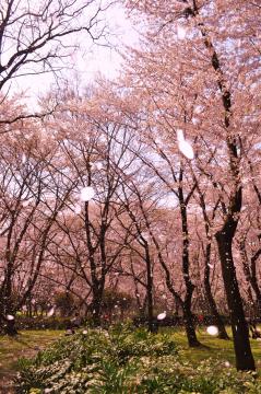 羽島　桜