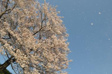 羽島　桜