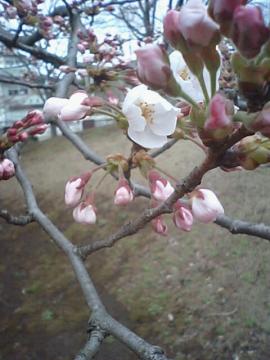 3/29　桜②