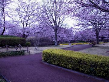 花の丘公園の桜