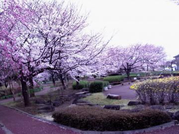 3日の桜①