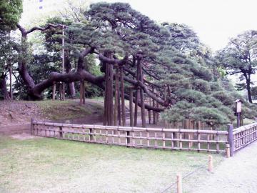 浜離宮・300年の松