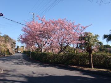 伊豆海洋公園の河津桜1