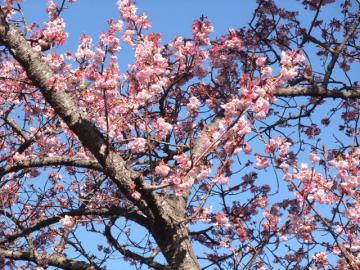 伊豆海洋公園の河津桜２－20100205