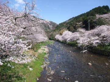 松崎大沢温泉の桜　100330