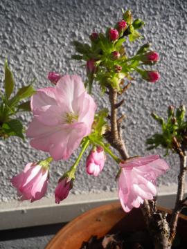 旭山桜