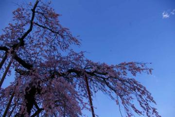 小淵沢の大糸桜1