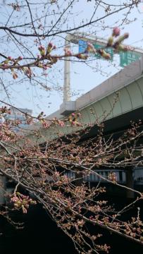 日本橋川沿いの桜はもう咲きそうです