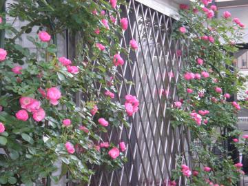 窓辺のつるバラ アンジェラ こだわり派達がうみ出していく これからの 庭 奈良の地より