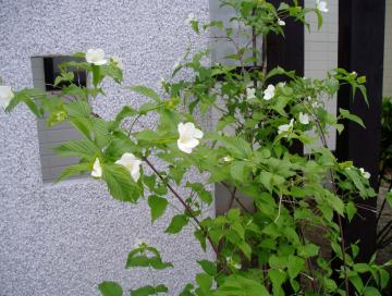 シロヤマブキの花