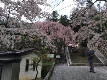 飯田市　麻績の里　舞台桜　花　ガーデン