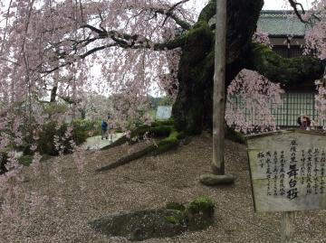 飯田市　麻績の里　舞台桜　花　ガーデン
