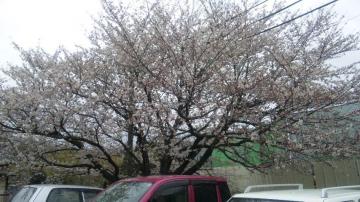 会社の近くの桜の木