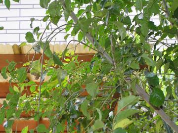 ５年ほど前に植えたシマトネリコです。枝が下にたれた感じで元気がないです。