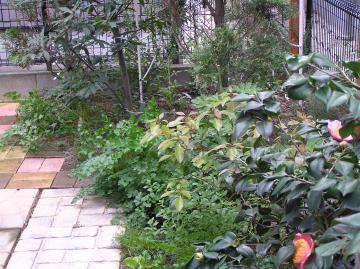 我が家のメインのお庭です。肥後つばきからバーブゾーン一番奥はばらやクレマチスたちです。