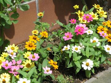 テーマがあります。元気な花壇です！夏の日差しにも負けないような気がします。