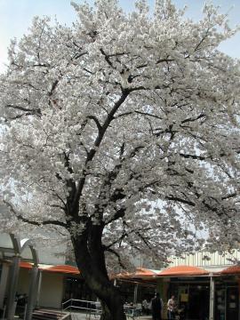 大きな桜の木の下で