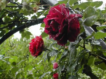 雨にぬれるバロンジロードラン