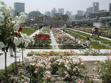 さすがにたくさんの花数