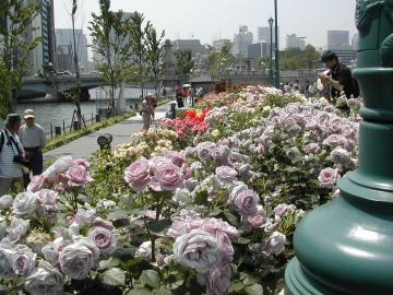 薄紫の花の帯