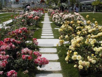 もう一つの薔薇園