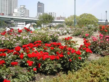 広い敷地にどの花ものびのび