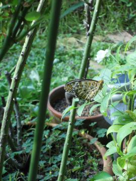 庭中飛び交う蝶