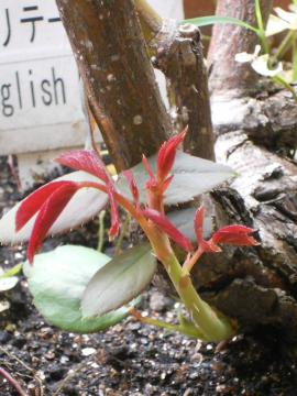 ヘリテージの新芽