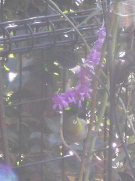 ハーブの花を食べるメジロ