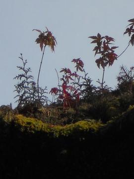 塔の屋根で育つ楓
