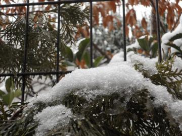 お昼すぎには　雪が止みました