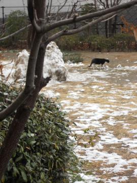 朝の残り雪