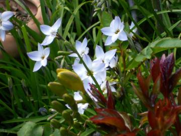 フリージア　芍薬　奥の白い花はハナニラ