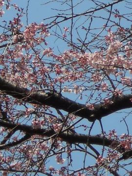 咲き始めた『しだれ桜』