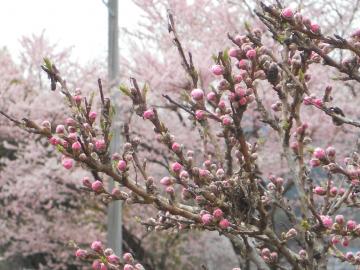 岐阜県多治見の桜