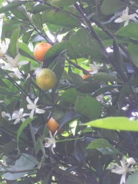 橘の花とつぼみ