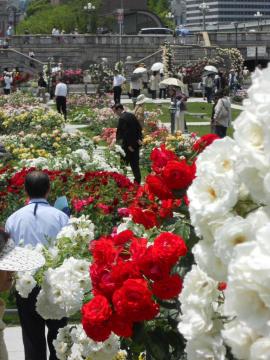 昼休みの薔薇園