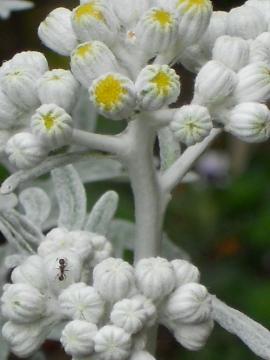 白妙菊の蕾