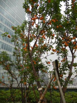杏の木