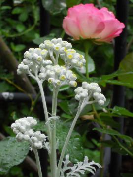 白妙菊とストロベリーアイス
