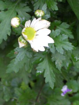 白のスプレー菊